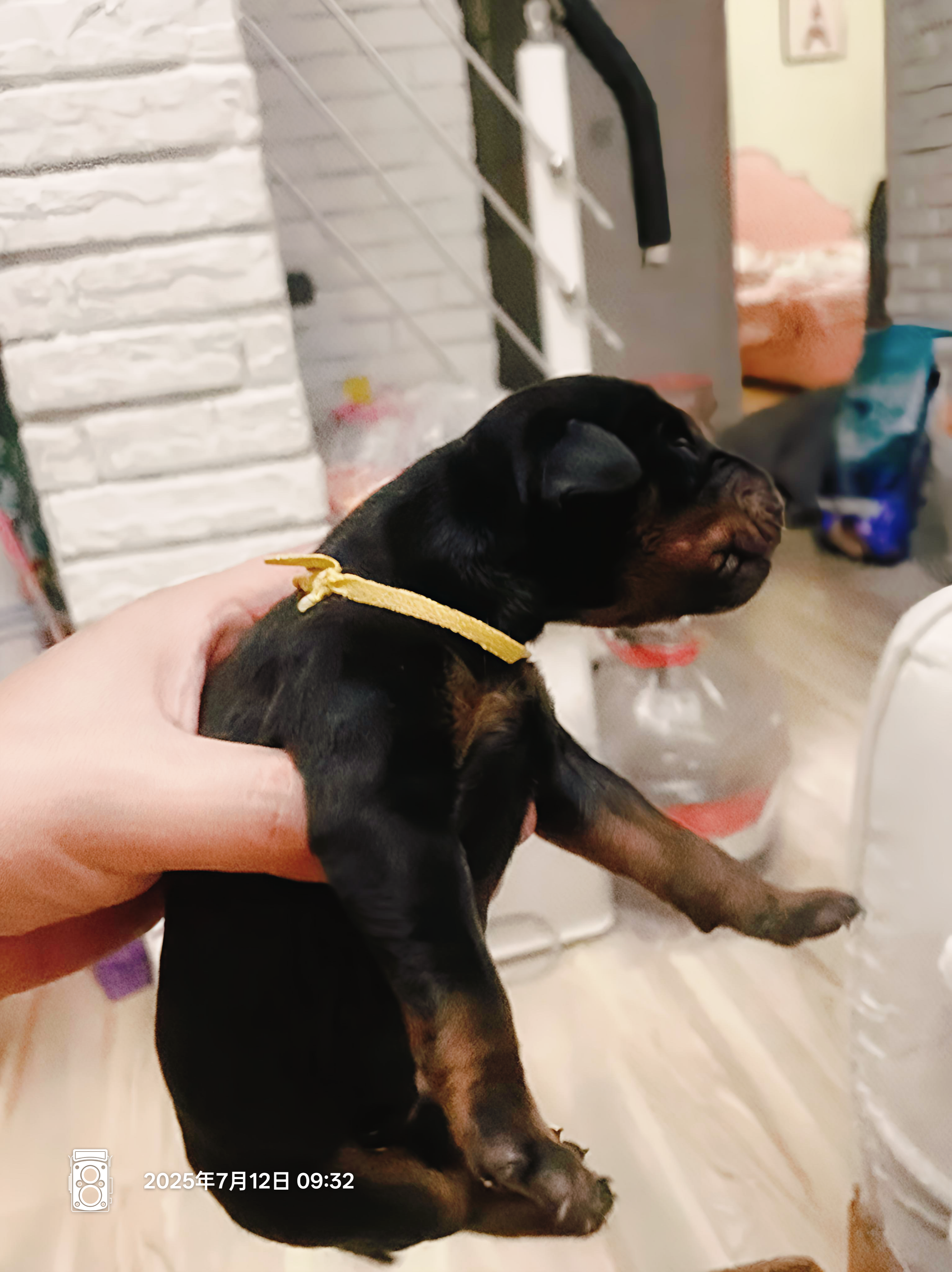 杜宾犬护卫家庭伴侣